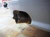 NISSAN STAGEA